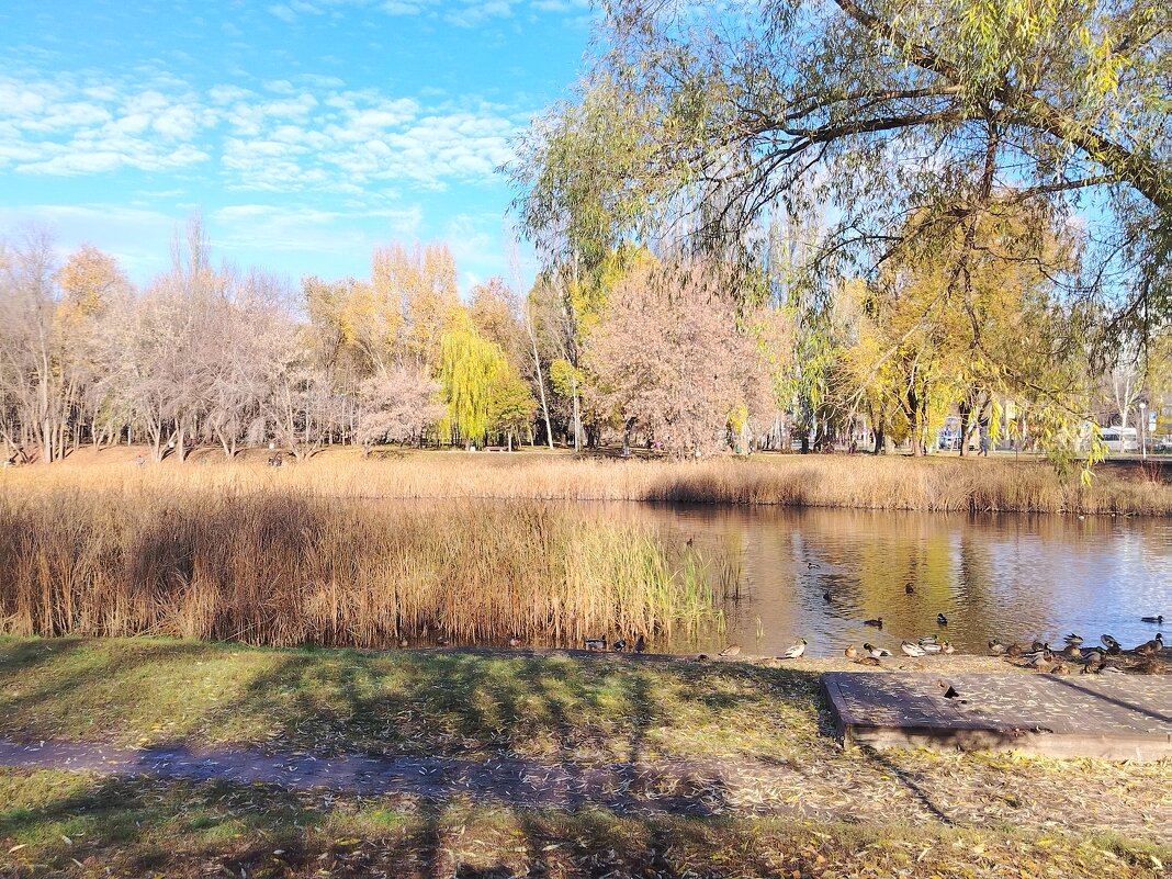 Парк "Воронежские озера" - Надежда 