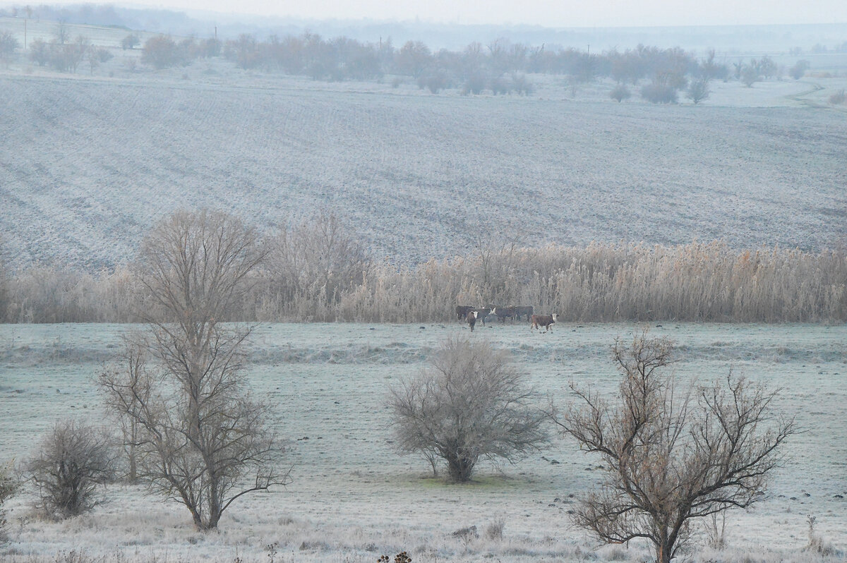 Поздняя осень, поля опустели... - Надежда Куркина 