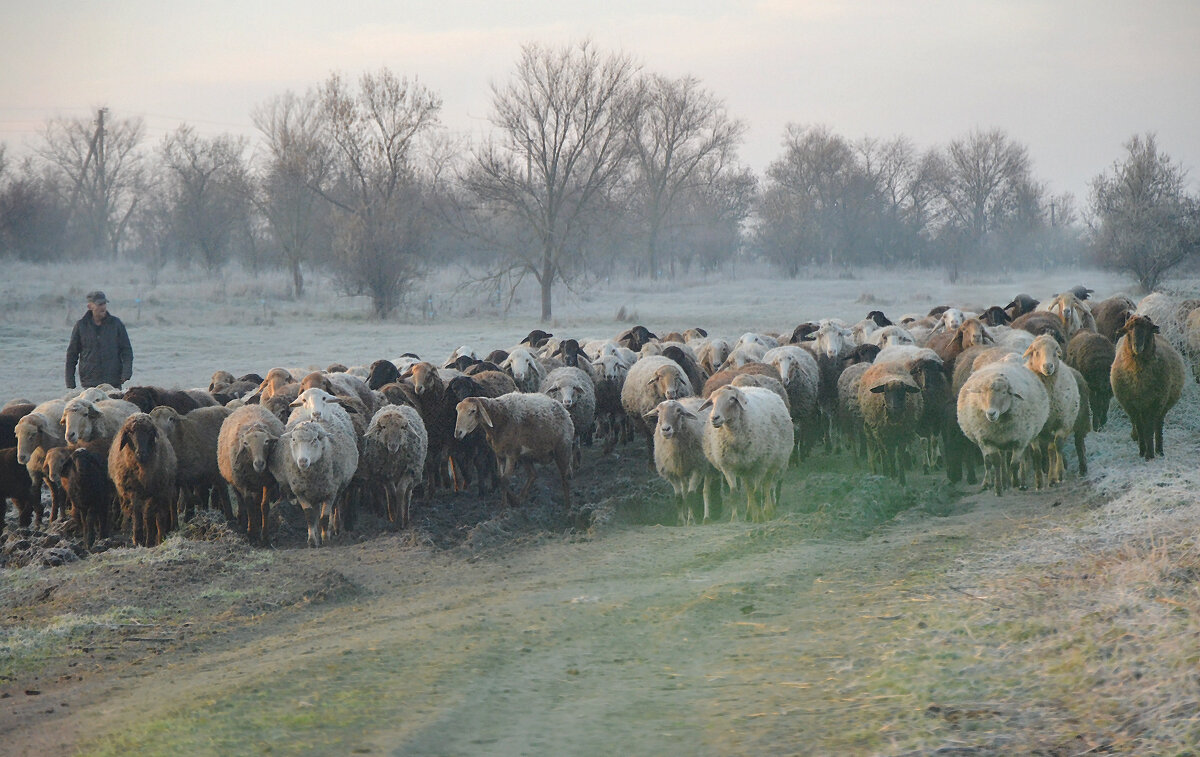 На пастбище...поздний осенний выпас... - Надежда Куркина 