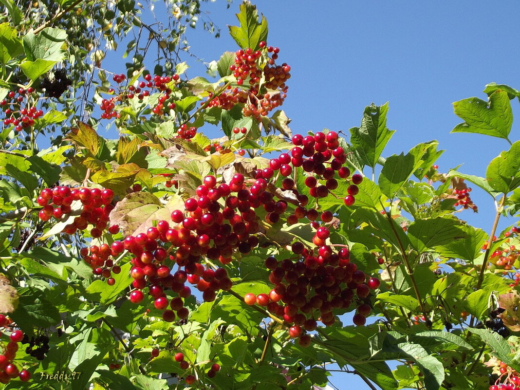 Калина - Freddy 97