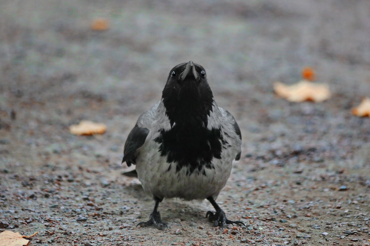 Я готова, бросай вкусняшку. - Татьяна Бравая Я готова, бросай вкусняшку. - Татьяна Бравая