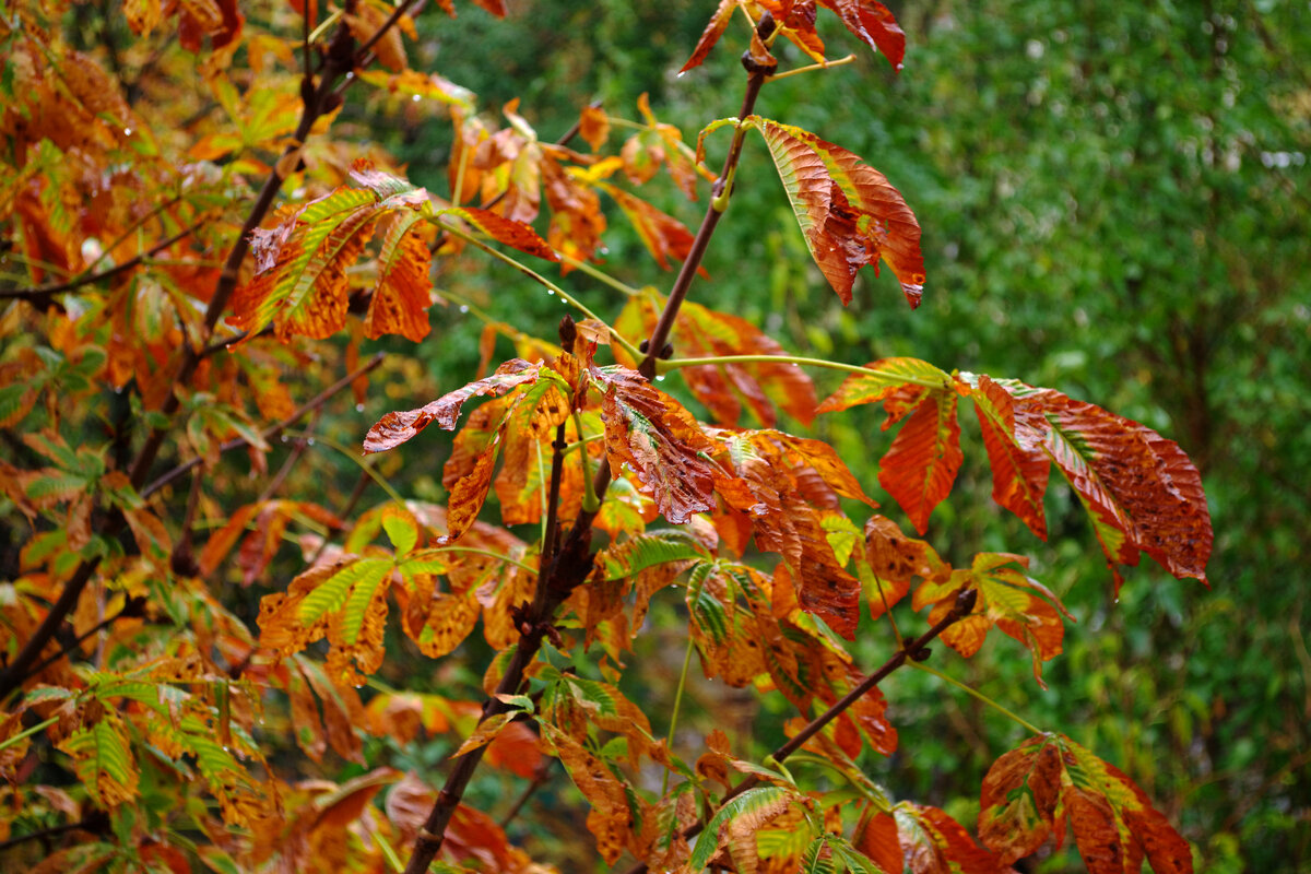 осень - Александр Лычагин