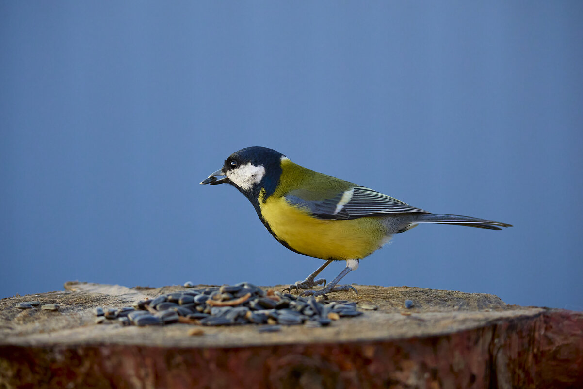Синица - Александр Посошенко