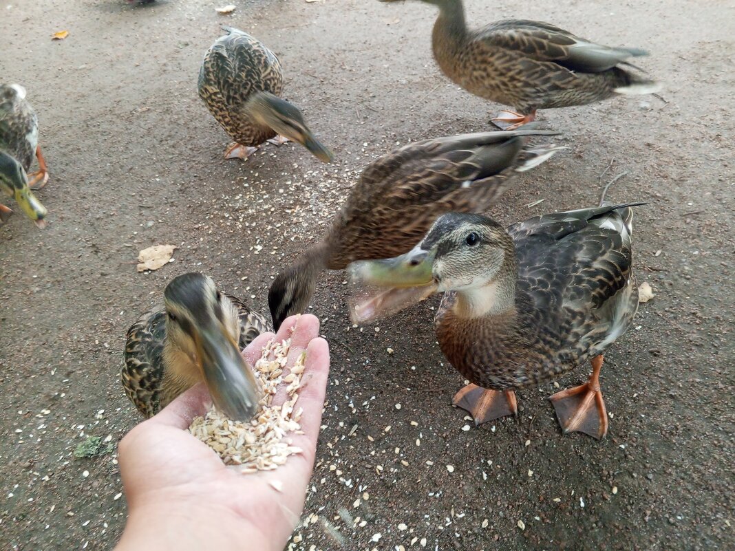 Утки - Сапсан 