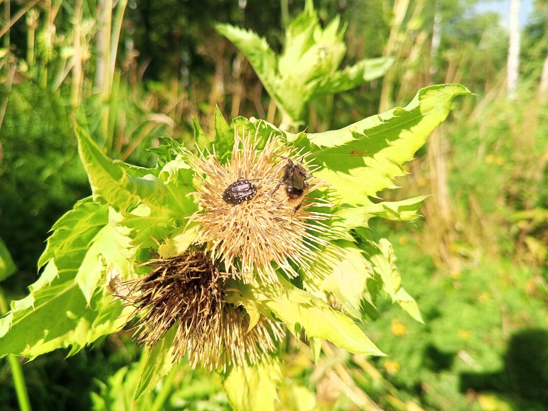Осот - Сапсан 