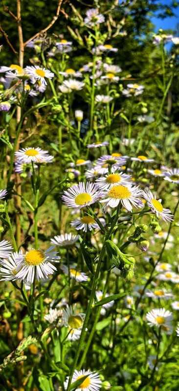 Лето - Елена 