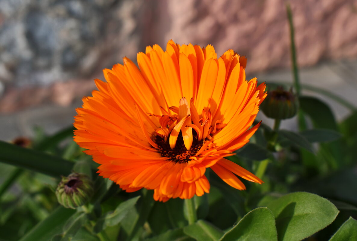 Декабрьская календула - Константин Штарк