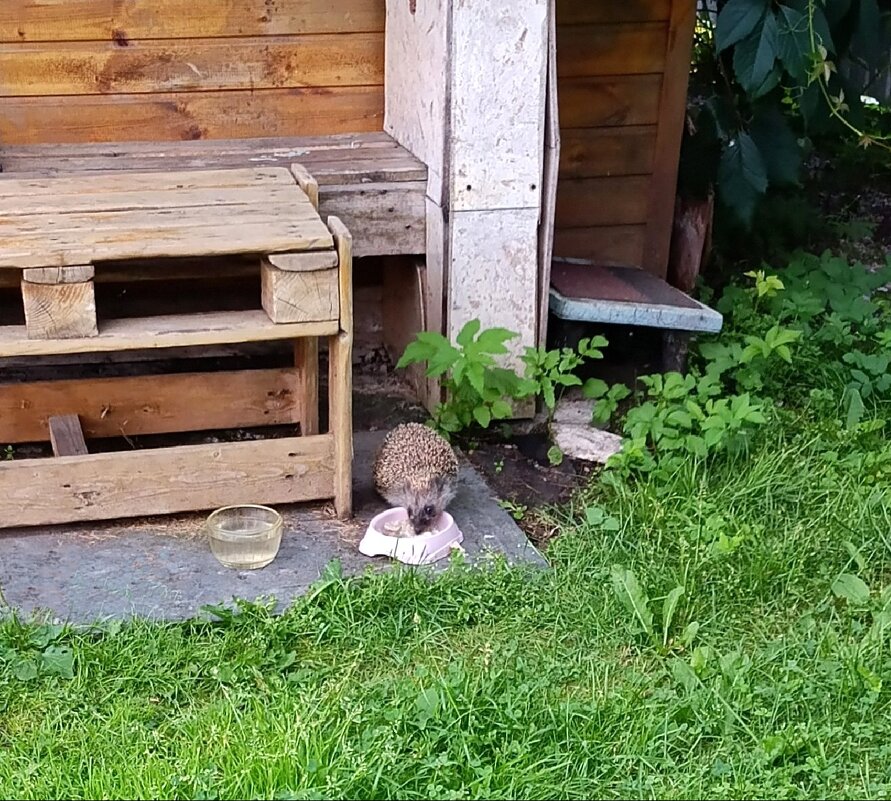 Хозяин участка. - Ирина ***