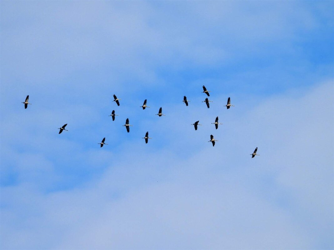 Летят журавли - Ольга Митрофанова