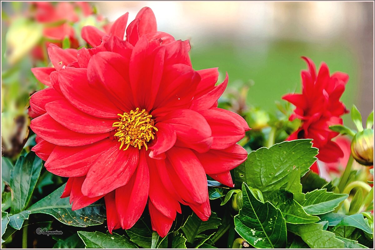 Про сентябрьские цветы... - Aquarius - Сергей