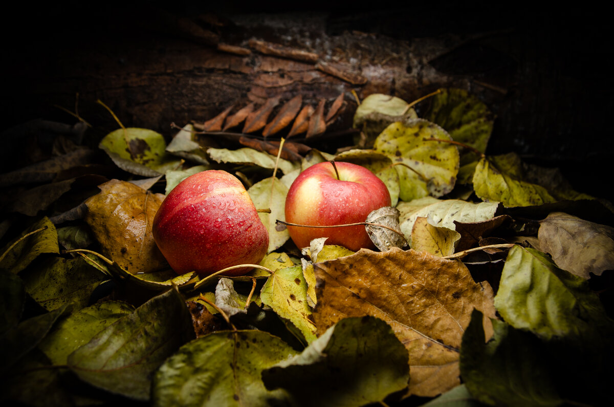 Осенние яблочки - Sergey Осенние яблочки - Sergey