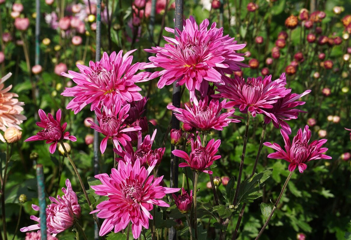 Хризантемы - Татьяна Тюменка