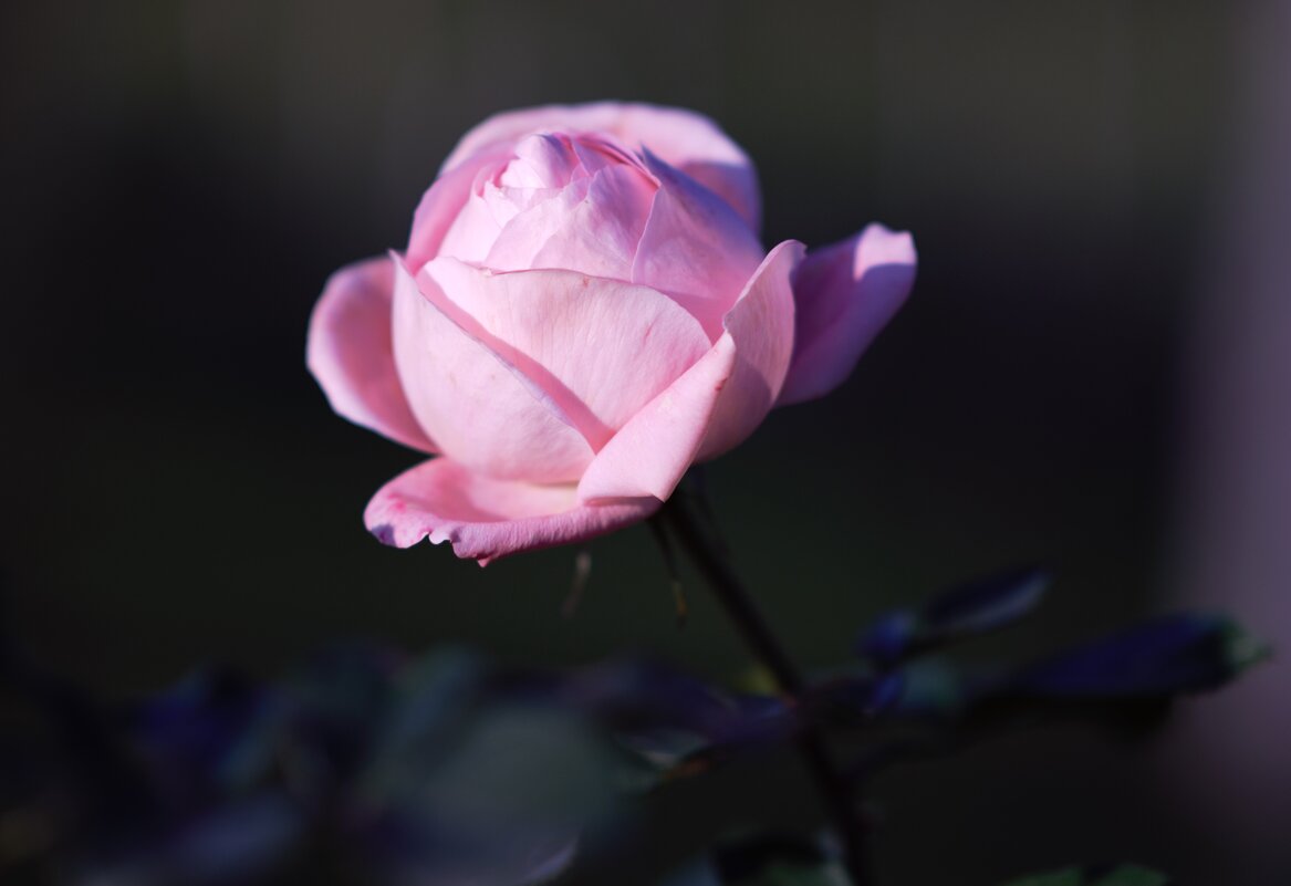 Декабрьские розы. - Юрий Полторыхин.