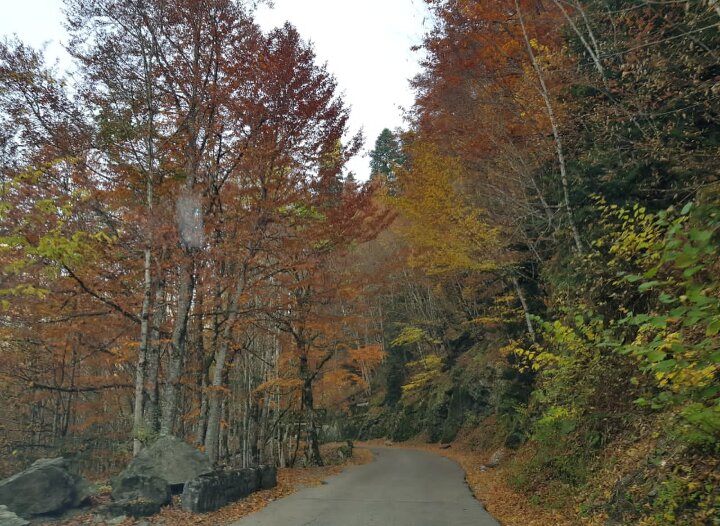 АБХАЗИЯ - Tata Wolf