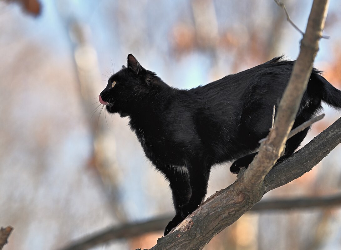 Уголёк покоряет высоты ... - Евгений Хвальчев