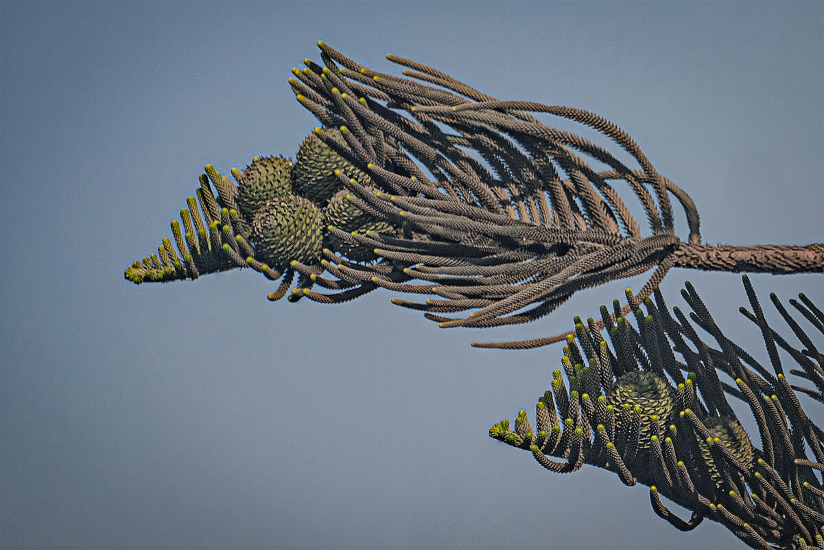 Природа Перу - Svetlana Galvez Природа Перу - Svetlana Galvez