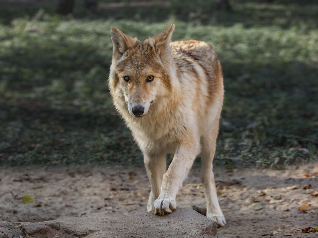 Белый волк - SanSan 