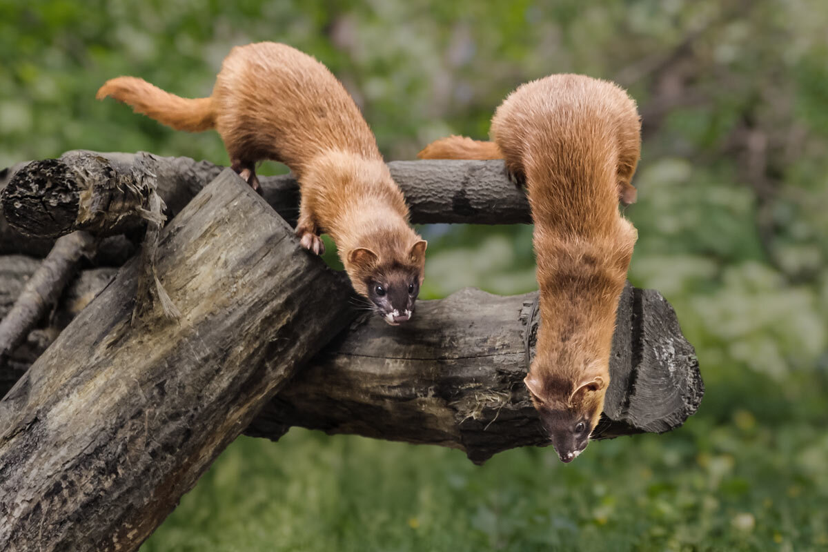 Колонок - SanSan 