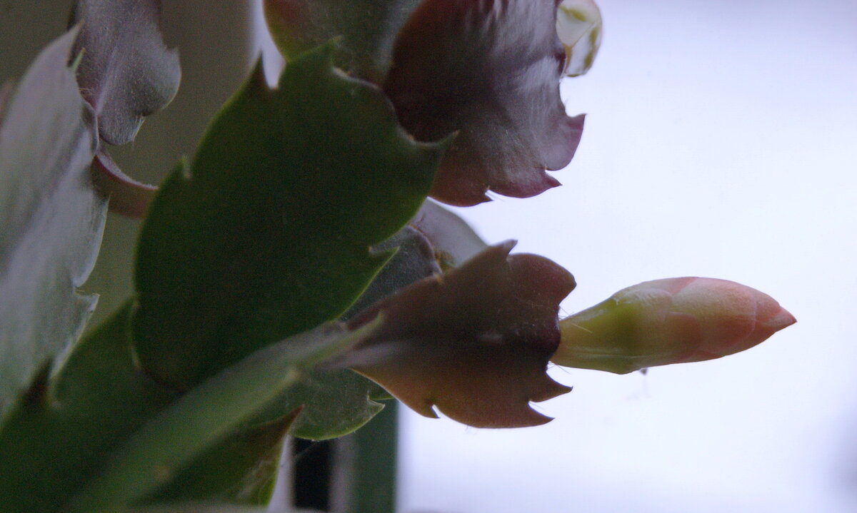 Декабрист набирает цвет. - сергей ермошкин Декабрист набирает цвет. - сергей ермошкин