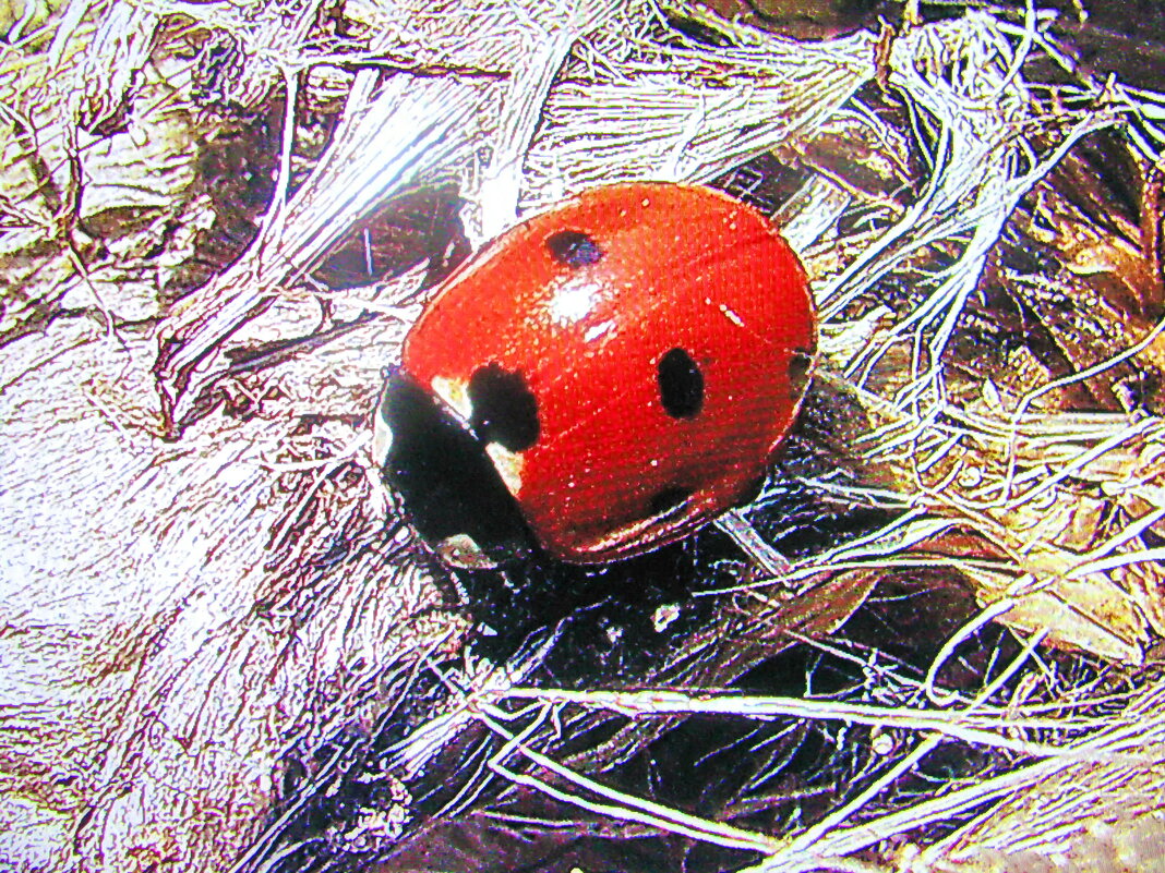 Перепутала время года - Людмила Смородинская