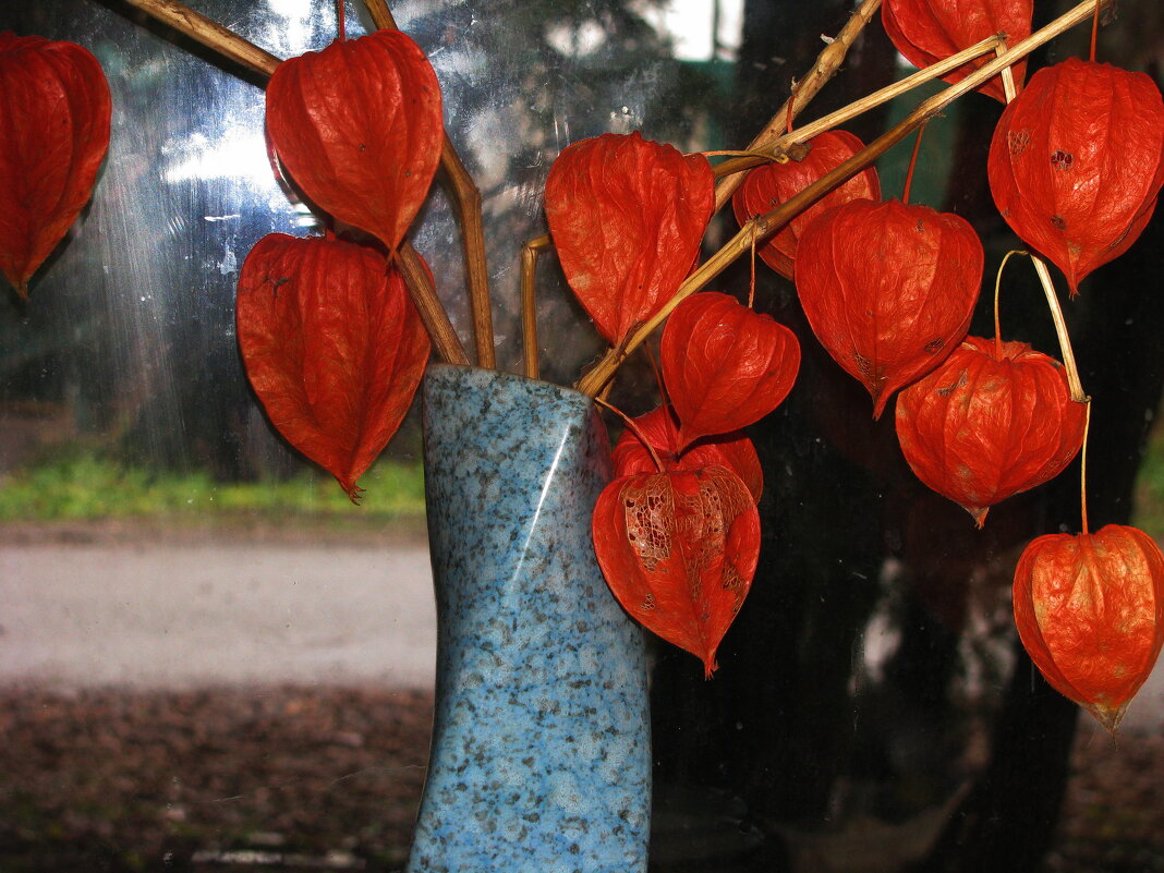 Красота на окошке - Людмила Смородинская Красота на окошке - Людмила Смородинская