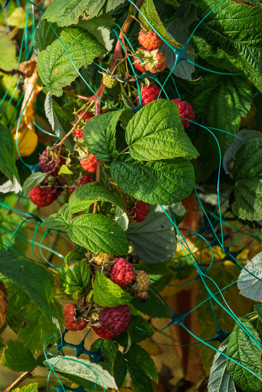 Малина в конце ноября - Игорь Сикорский Малина в конце ноября - Игорь Сикорский