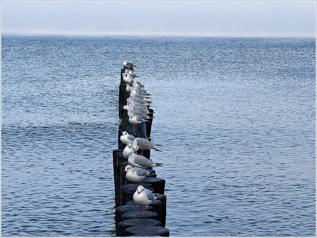 Чайки на волнорезе. - Валерия Комова Чайки на волнорезе. - Валерия Комова