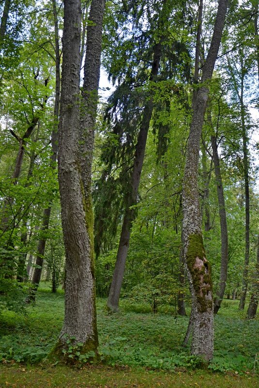 ПЕТРОВСКОЕ, вотчина Ганнибалов. - Виктор Осипчук ПЕТРОВСКОЕ, вотчина Ганнибалов. - Виктор Осипчук