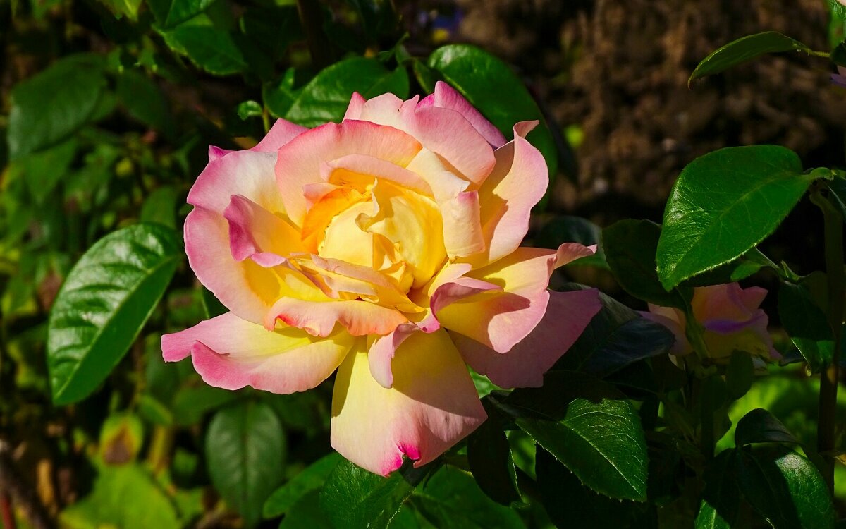 Зимой о цветах. - Милешкин Владимир Алексеевич Зимой о цветах. - Милешкин Владимир Алексеевич