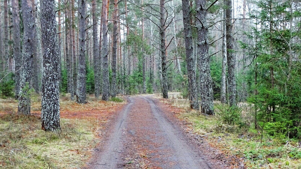 Первый день зимы. - Милешкин Владимир Алексеевич Первый день зимы. - Милешкин Владимир Алексеевич
