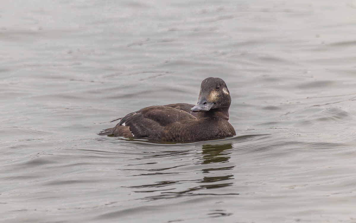 турпан. - юрий макаров