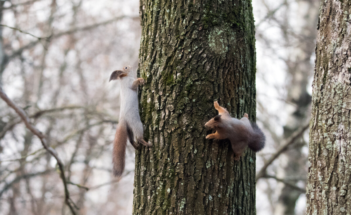 Гонки по вертикали. - Владимир Безбородов