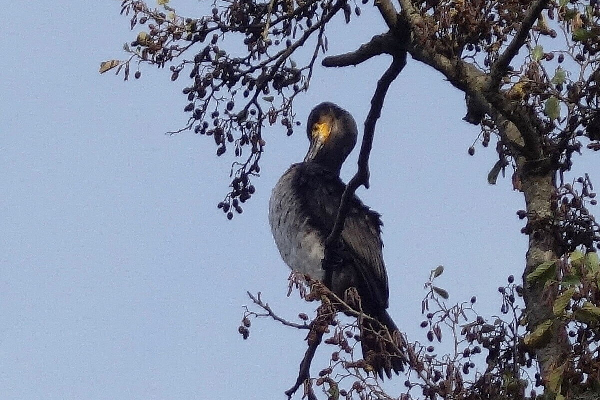 Баклан в городе - Рита Симонова Баклан в городе - Рита Симонова
