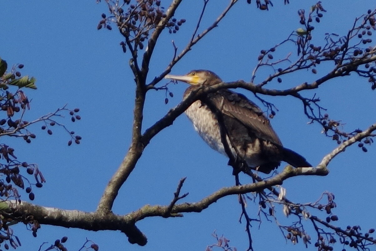 Баклан в городе - Рита Симонова Баклан в городе - Рита Симонова