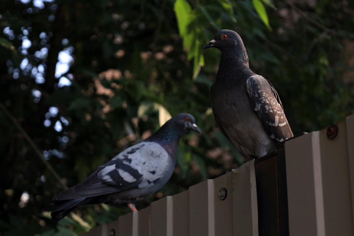 "Дозорные" - Roman stories -