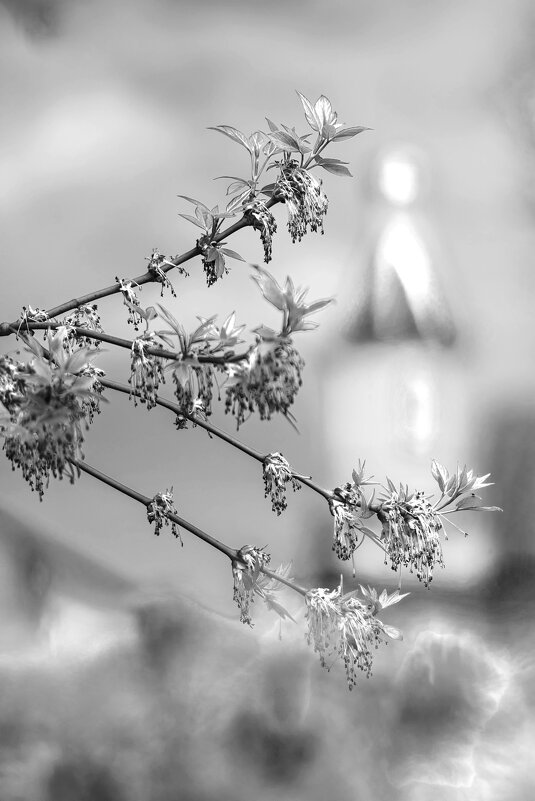 Б/Н - Николай 