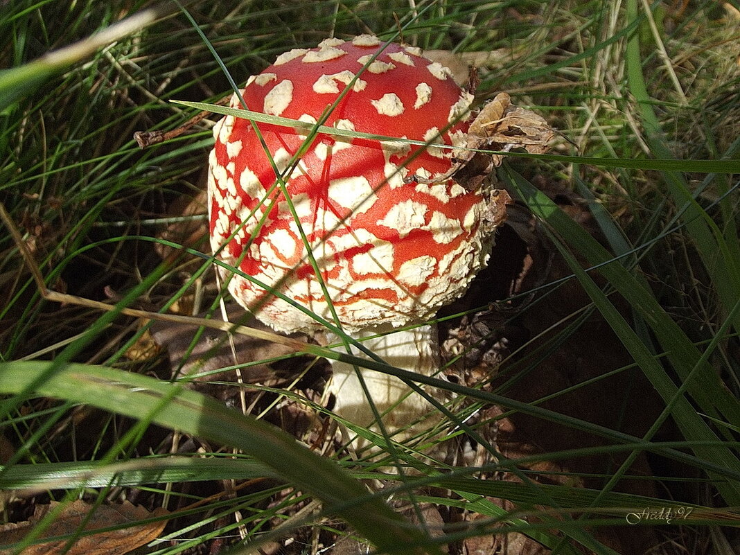 Красавец мухомор - Freddy 97