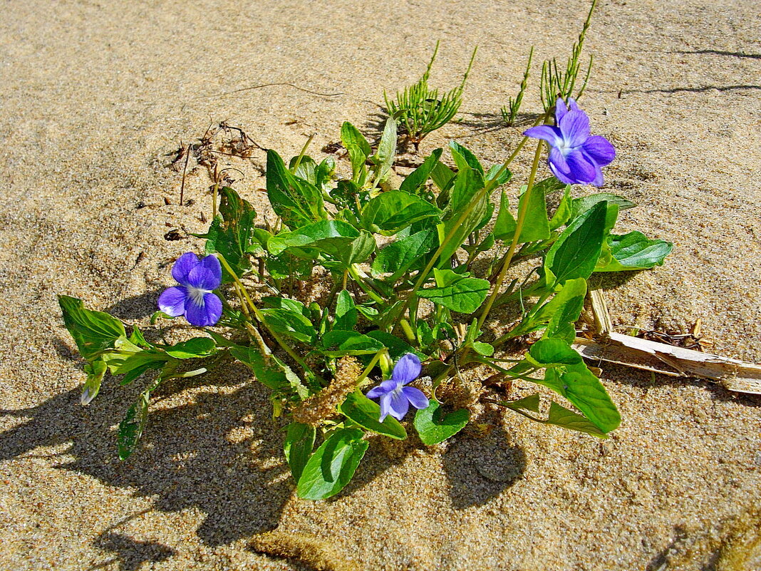 Цветы на песке... - Лия ☼