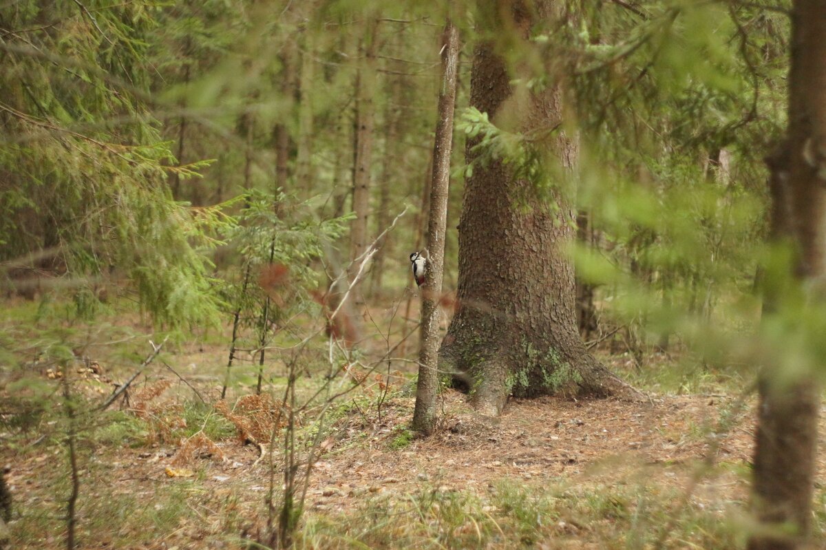 Лес - fogmeadowww m