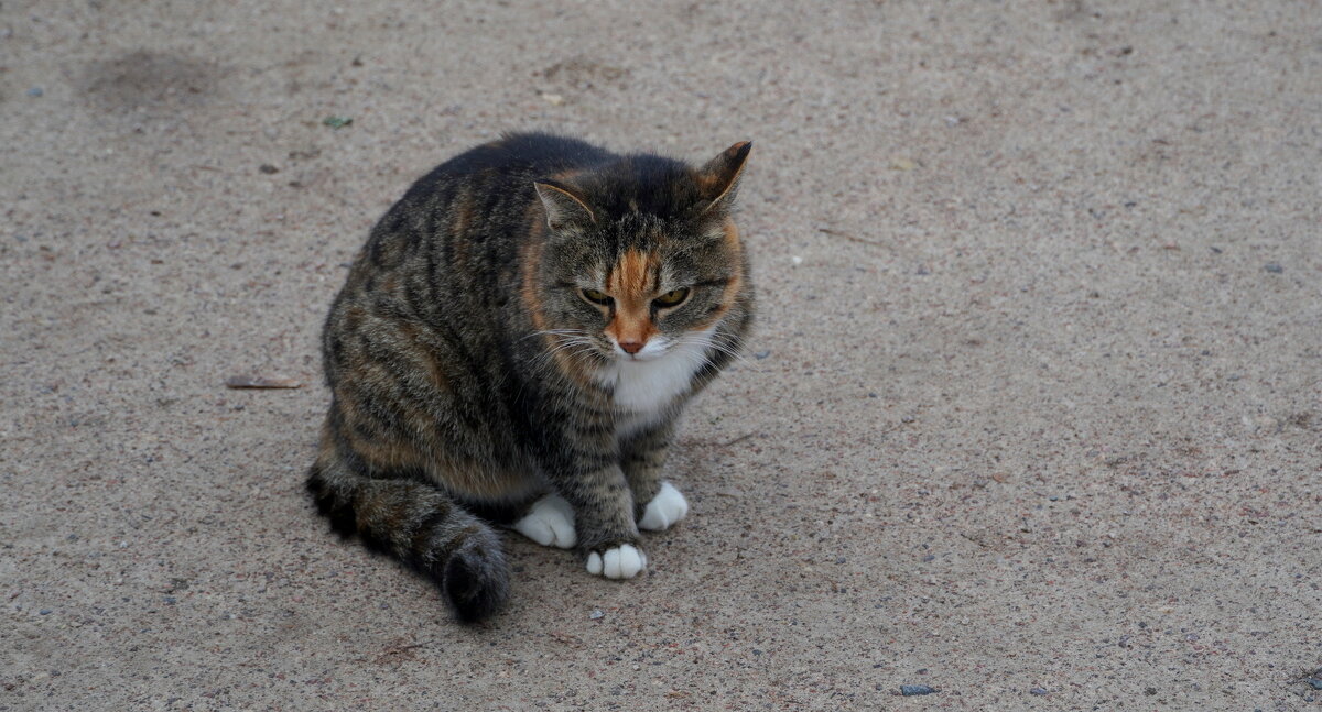 Кот. - Alex 711402