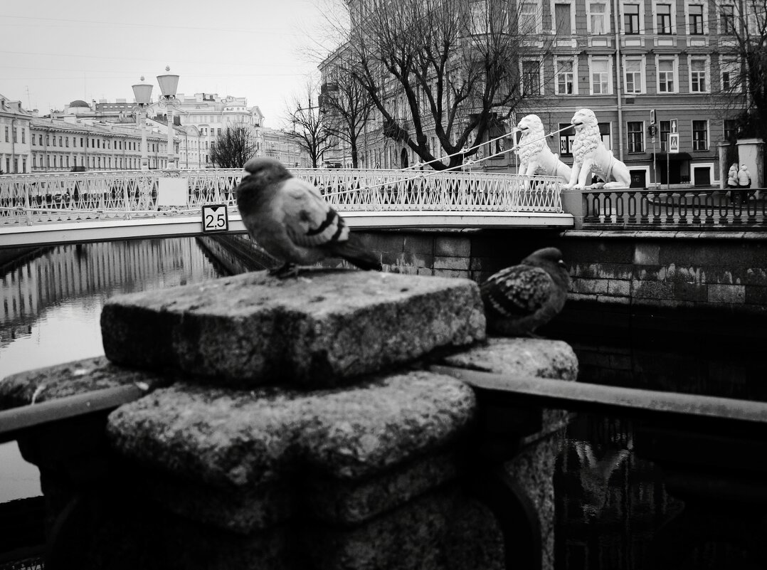 Львы и голуби - Наталья Герасимова