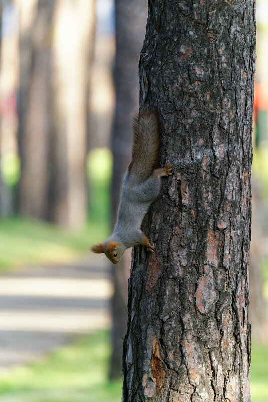 Мне и так удобно) - Вячеслав Алтай