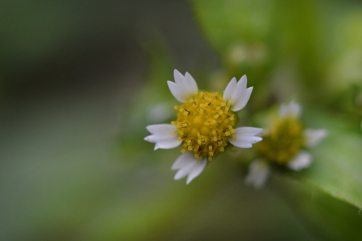 Зимние цветочки...Галинсога мелкоцветковая.. - Надежда Куркина 