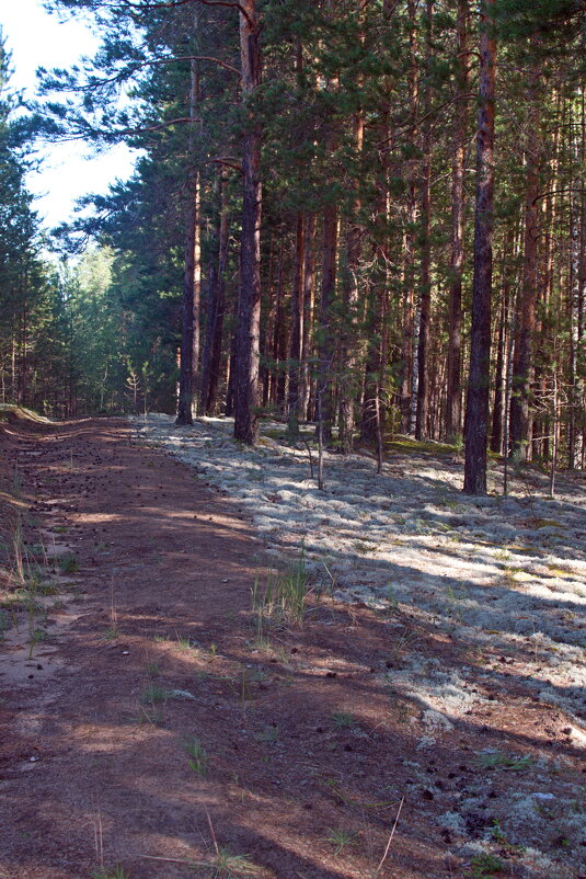 Лесная тропинка. - ВикТор Быстров