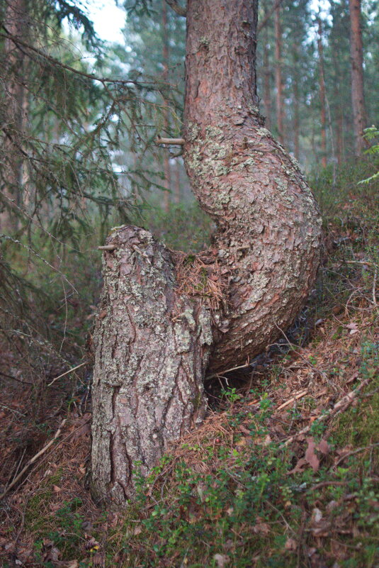 Ствол. - ВикТор Быстров