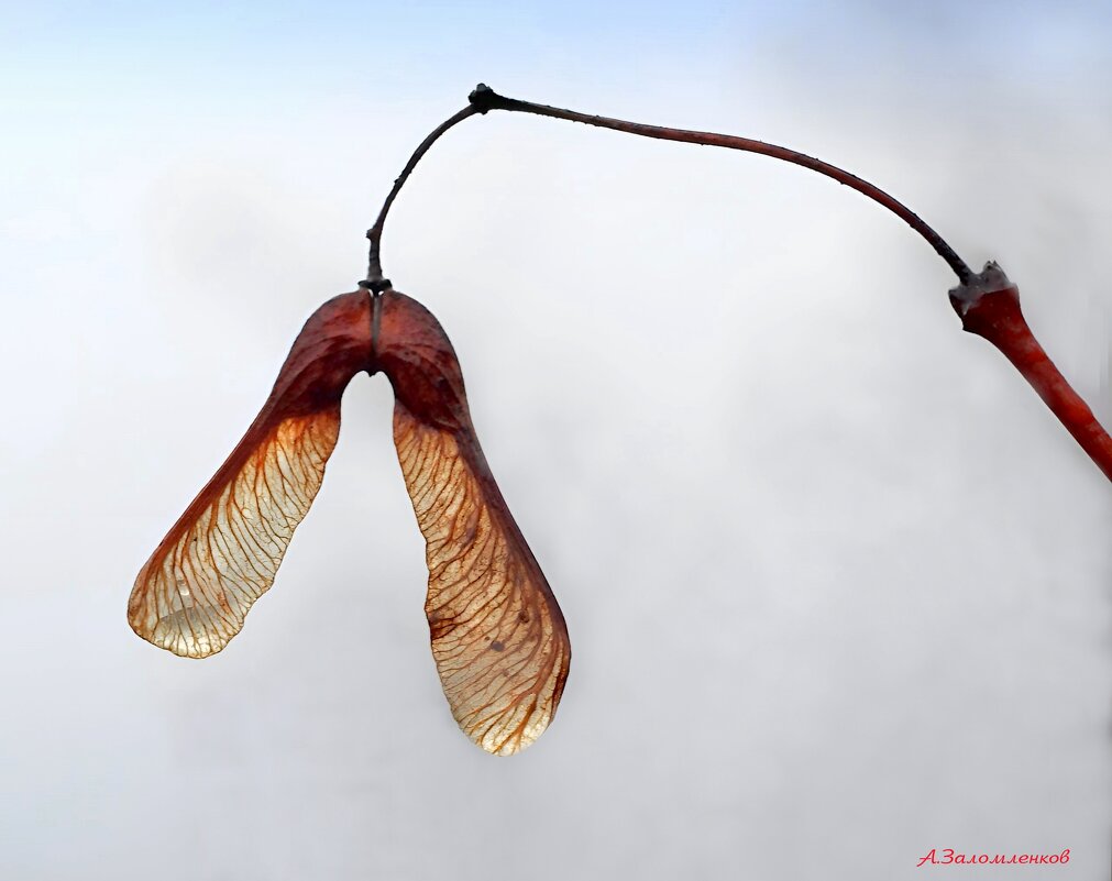 Про крылатки ... - Андрей Заломленков