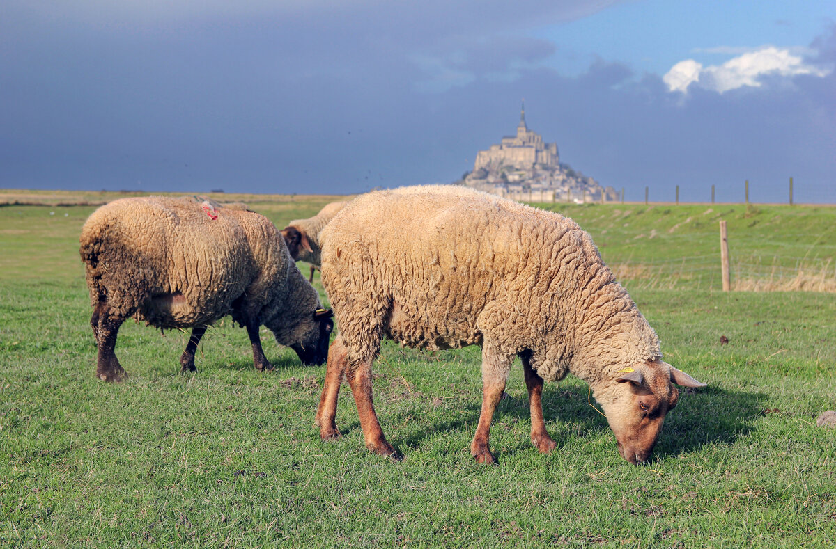 Нормандия - skijumper Иванов