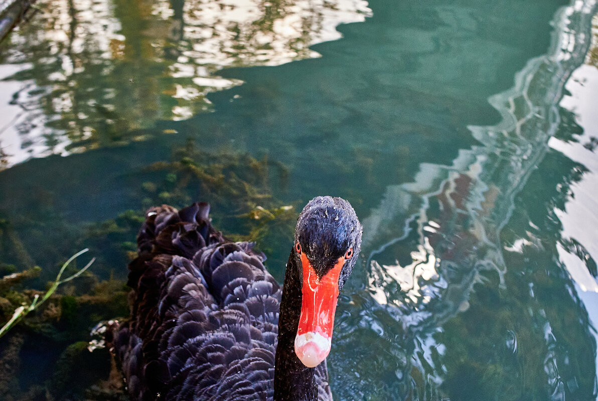 Снимаешь..... - Александр Леонов