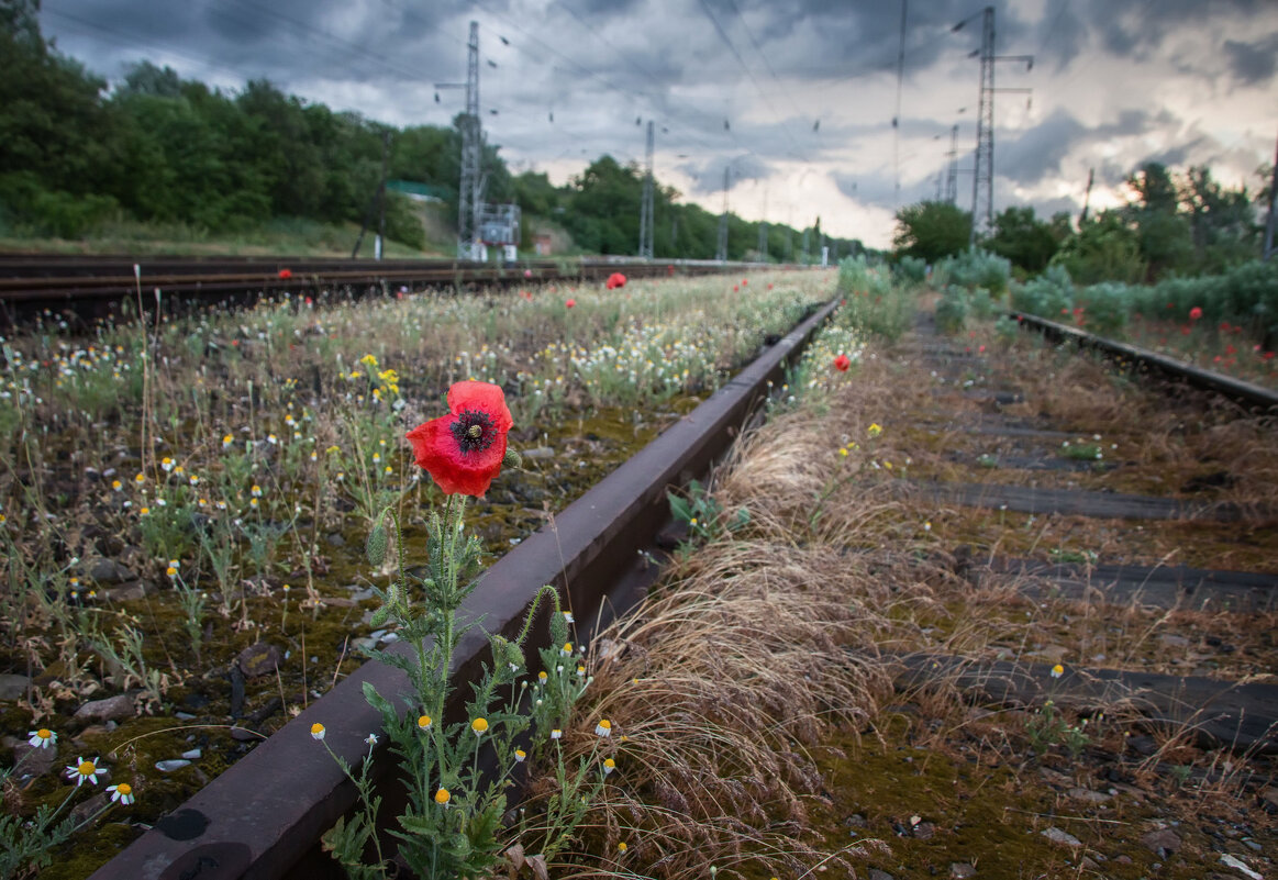 Маковый семафор - Ирина 