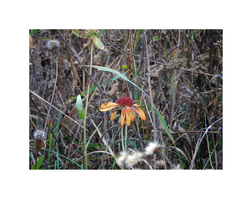 последние цветочки - Лера 